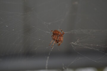 spider on web
