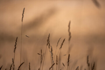 long native grasses on a regenerative agricultural farm. pasture in a grassland in the bush in...