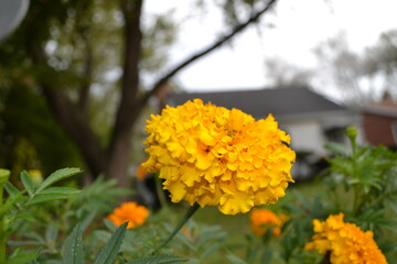 yellow flowers in the garden