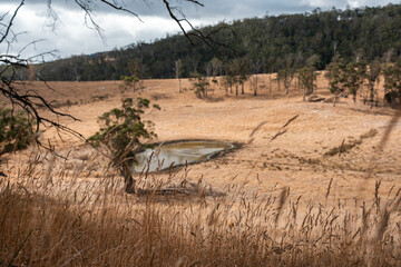 long native grasses on a regenerative agricultural farm. pasture in a grassland in the bush in...