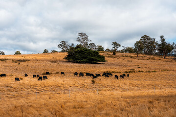 Herd of fat Cows in long grass in a field with pasture in summer