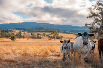 Herd of fat Cows in long grass in a field with pasture in summer