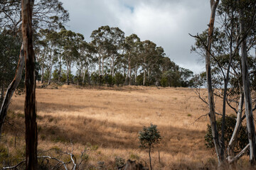 long native grasses on a regenerative agricultural farm. pasture in a grassland in the bush in...