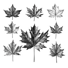 Vintage Maple Leaves Engraving Set - Botanical Collection