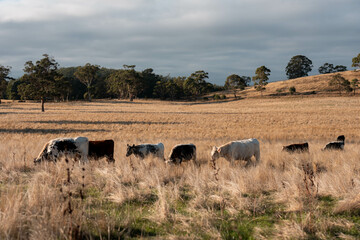 Herd of fat Cows in long grass in a field with pasture in summer