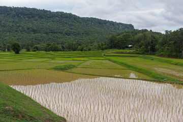 Obraz premium Vibrant green rice terraces filled with young seedlings during planting season in Phon Ngam village, Sakon Nakhon, Thailand. Serene rural landscape and agricultural beauty.