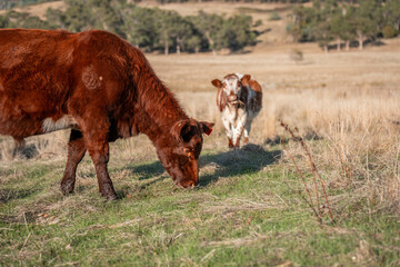 Herd of fat Cows in long grass in a field with pasture in summer