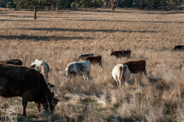 Herd of fat Cows in long grass in a field with pasture in summer