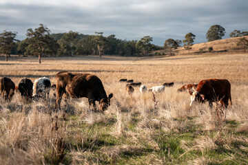 Herd of fat Cows in long grass in a field with pasture in summer