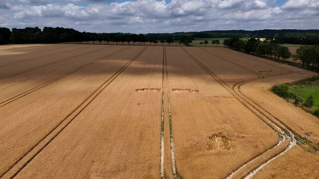 Drone flight over golden wheat field in america during Cluny day in summer. Green forest trees and hills in distance. Pattern and lines in fields. Shadow of clouds. Wide shot.