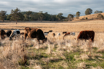 Herd of fat Cows in long grass in a field with pasture in summer