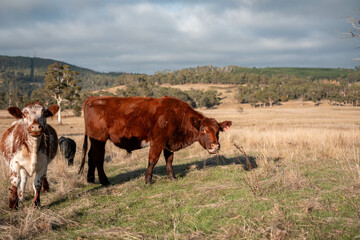 Herd of fat Cows in long grass in a field with pasture in summer