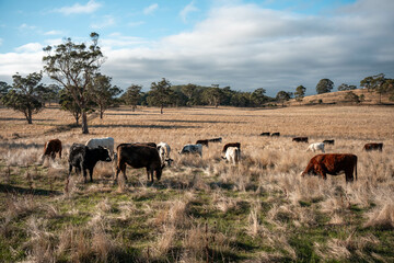 Herd of fat Cows in long grass in a field with pasture in summer