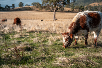 Herd of fat Cows in long grass in a field with pasture in summer