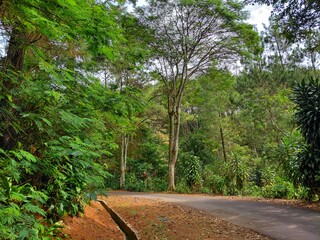 Serene tropical forest road with lush greenery and sunlight filtering through tall trees, ideal for...