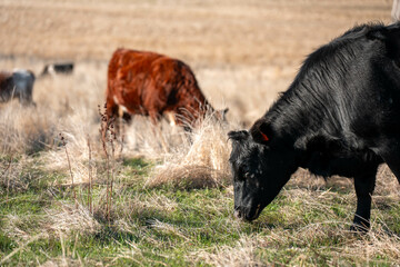 Herd of fat Cows in long grass in a field with pasture in summer