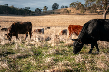 Herd of fat Cows in long grass in a field with pasture in summer