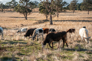 Herd of fat Cows in long grass in a field with pasture in summer