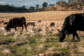 Herd of fat Cows in long grass in a field with pasture in summer