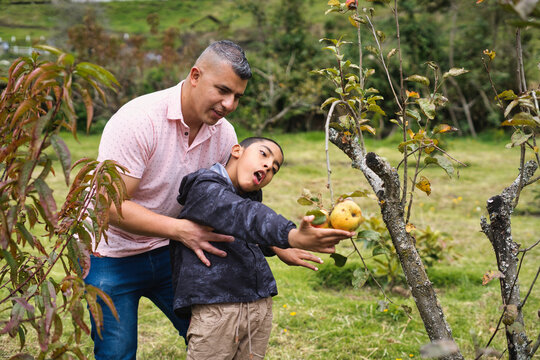 Father and son picking apples in orchard