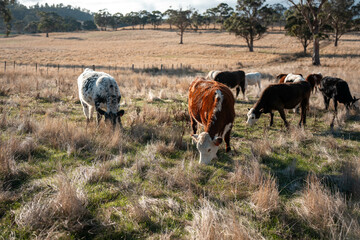 long native grasses on a regenerative agricultural farm. pasture in a grassland in the bush in...