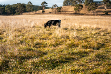 Herd of fat Cows in long grass in a field with pasture in summer