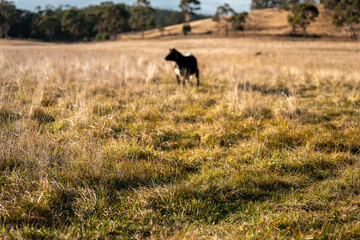 Herd of fat Cows in long grass in a field with pasture in summer