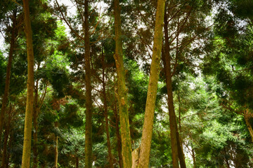 Fototapeta premium A view looking up through the trunks and green canopy of trees, with sunlight filtering down.