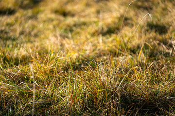 long native grasses on a regenerative agricultural farm. pasture in a grassland in the bush in...