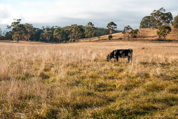 Herd of fat Cows in long grass in a field with pasture in summer