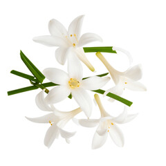 Flat lay of scattered tuberose petals and broken stem, delicate floral composition, transparent background PNG