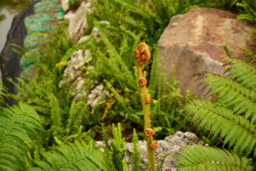 Fototapeta premium A close-up of a developing fiddlehead fern, surrounded by mature fronds and rocks. Fern frond emerging in a lush setting.