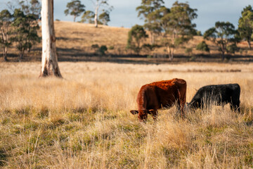 long native grasses on a regenerative agricultural farm. pasture in a grassland in the bush in...