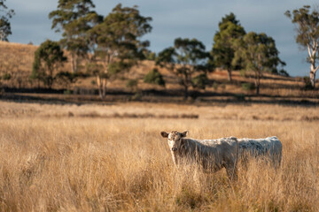 Herd of fat Cows in long grass in a field with pasture in summer