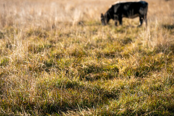 long native grasses on a regenerative agricultural farm. pasture in a grassland in the bush in...