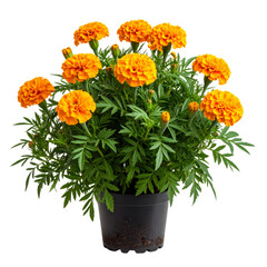 Full Tagetes Erecta Plant with Multiple Orange Blossoms and Green Foliage, Front View, isolated on white background PNG