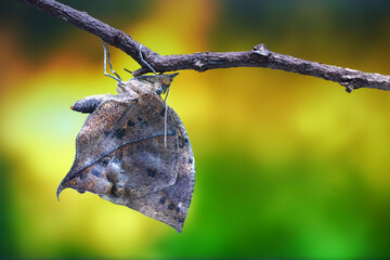 Orange oakleaf butterfly (Kallima inachus) Indian oakleaf or dead leaf butterfly with wings closed, it closely resembles a dry leaf with dark veins and is a commonly cited example of camouflage