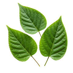 Obraz premium Three vibrant green leaves isolated PNG with Transparent Background