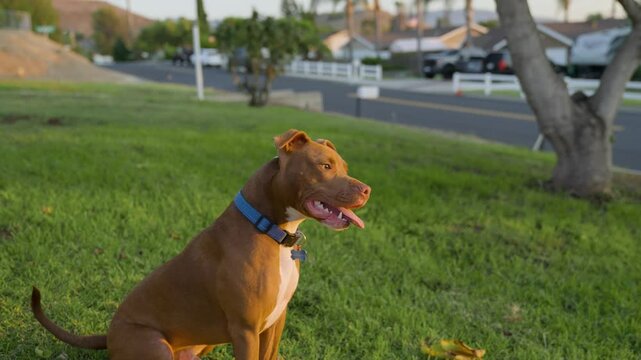 Brown Pitbull Dog Playing Fetch in Sunny Front Yard