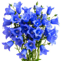 Cluster of Blue Bellflowers in Bloom, isolated on a transparent background PNG