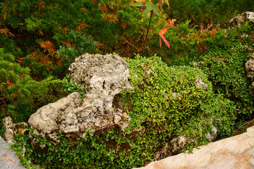 Lush green creeping fig vines cascade over aged rocks, interspersed with other greenery. 