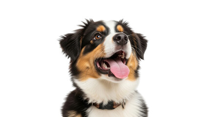 Fototapeta premium Happy Bernese Mountain Dog Puppy Panting isolated PNG with Transparent Background