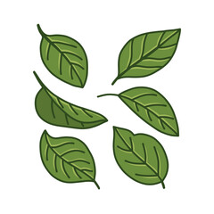Stylized Green Leaves with Dark Outlines on White Background, Botanical Illustration