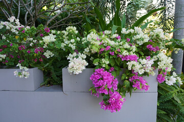 Bougainvillea flowers, selective focus. Beautiful Bougainvillea flowers or Paper Flower