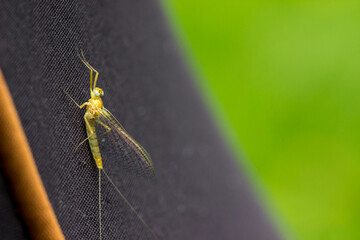 mayfly butterfly . colorful photo of wildlife. macro photo of an insect. close-up. space for text