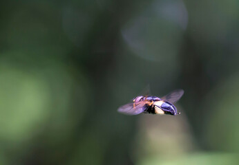 fly in flight . insect flight. colorful photo of wildlife. macro photo of an insect. close-up....