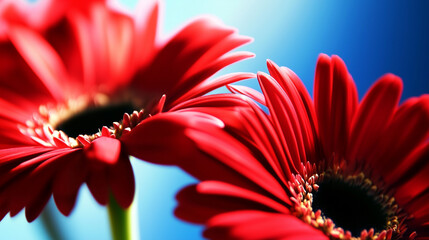 Vibrant gerbera daisies arranged geometrically against a bold blue background with dramatic contrast.