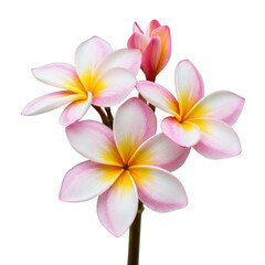 Fototapeta premium Delicate pink and yellow plumeria flowers with buds isolated on transparent background