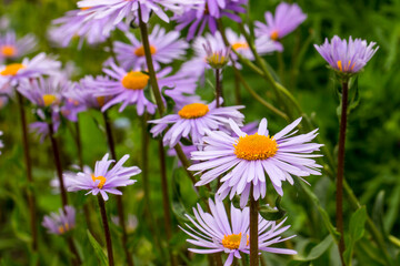 Obraz premium erigeron flowers on a blurred background with bokeh. space for text. colorful flower photography. close-up. beautiful screensaver.