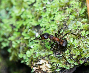 Red forest ant on a natural background. colorful photo of wildlife. macro photo of an insect. close-up. space for text